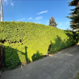 Długi, gęsty żywopłot z tui szmaragd, częściowo ocieniony, rosnący wzdłuż brukowanej ścieżki i brązowego ogrodzenia, z widocznym słupem elektrycznym i fragmentem nieba w tle.