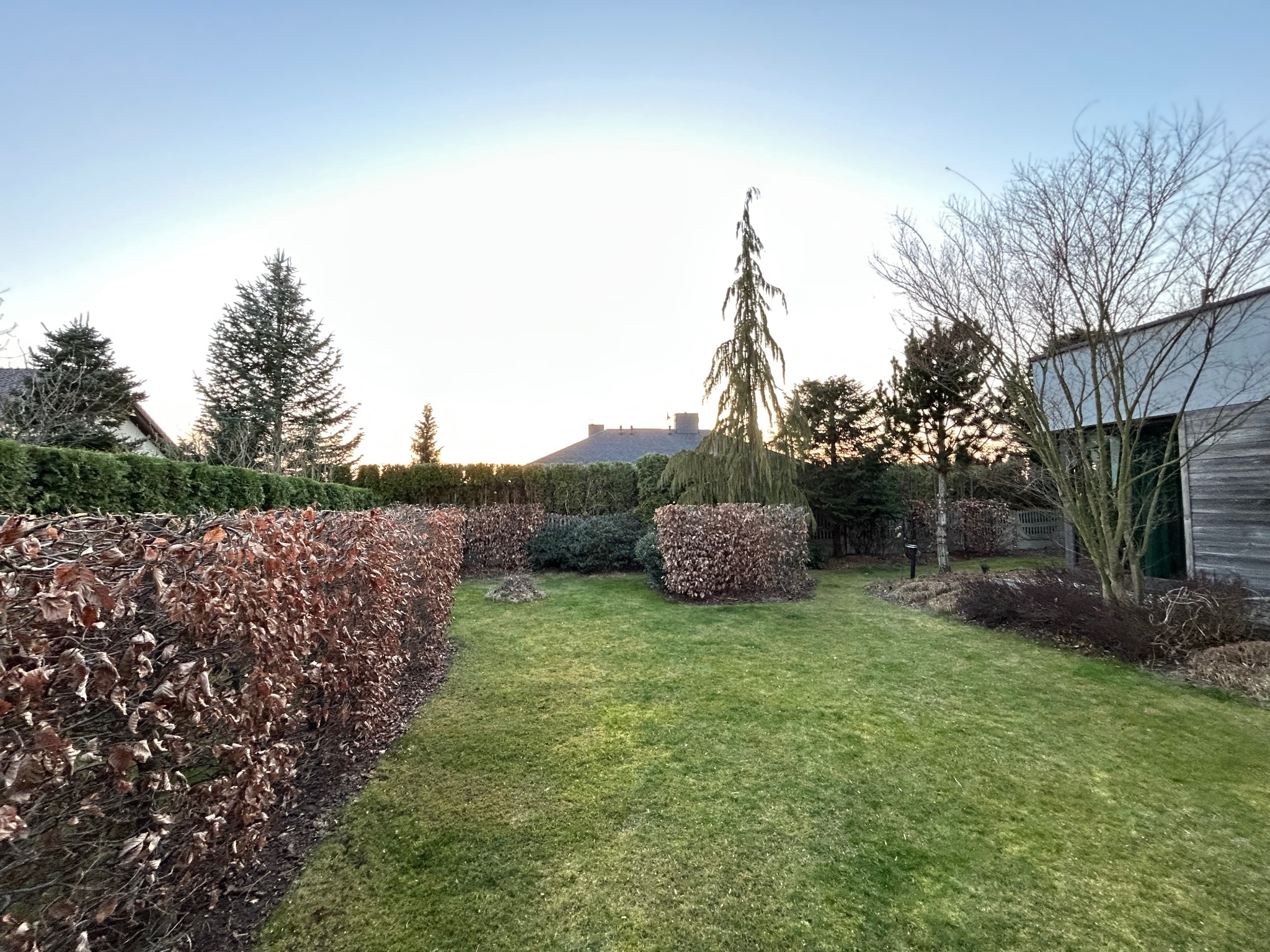 Jesienny ogród z równo przyciętym żywopłotem z brązowymi liśćmi, świeżo skoszonym trawnikiem i różnorodnymi drzewami w tle oświetlonymi przez zachodzące słońce.