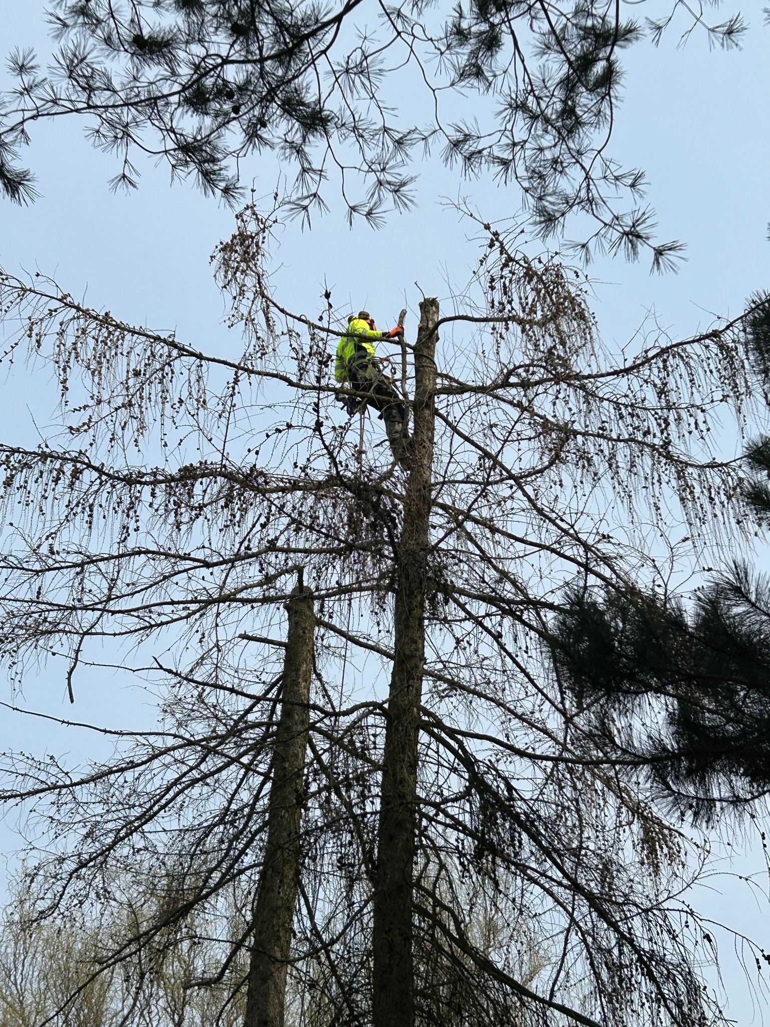 Arborysta w żółtej kurtce, na wysokości, przycina gałęzie wysokiego, uschniętego drzewa iglastego z brązowymi szyszkami, widok od dołu, na tle szarego nieba.