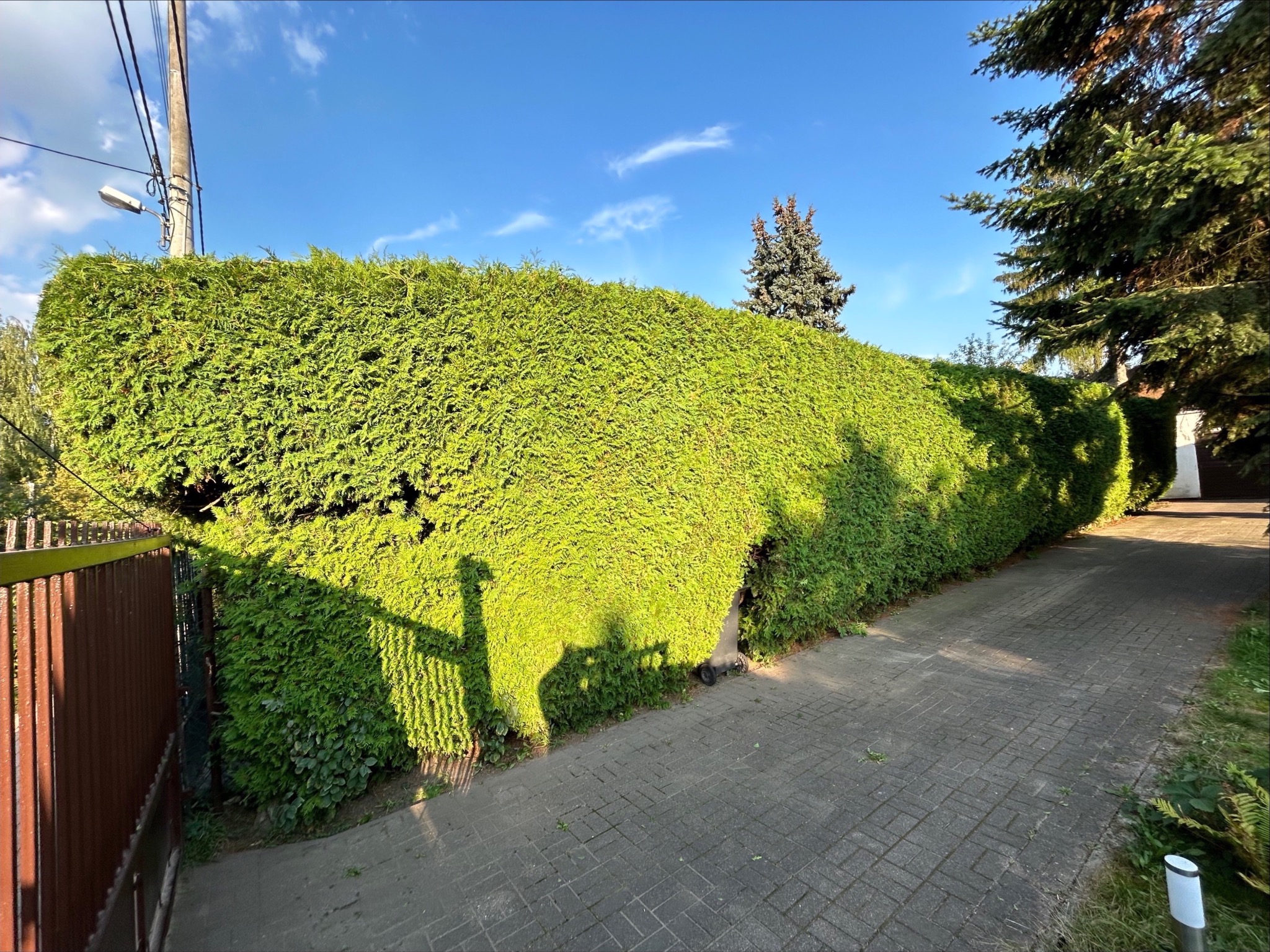 Długi, gęsty żywopłot z tui szmaragd, częściowo ocieniony, rosnący wzdłuż brukowanej ścieżki i brązowego ogrodzenia, z widocznym słupem elektrycznym i fragmentem nieba w tle.