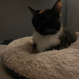 Wyprowadzanie psów Warszawa 4