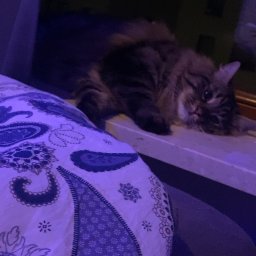 Wyprowadzanie psów Warszawa 1