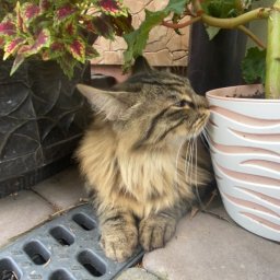 Wyprowadzanie psów Warszawa 2