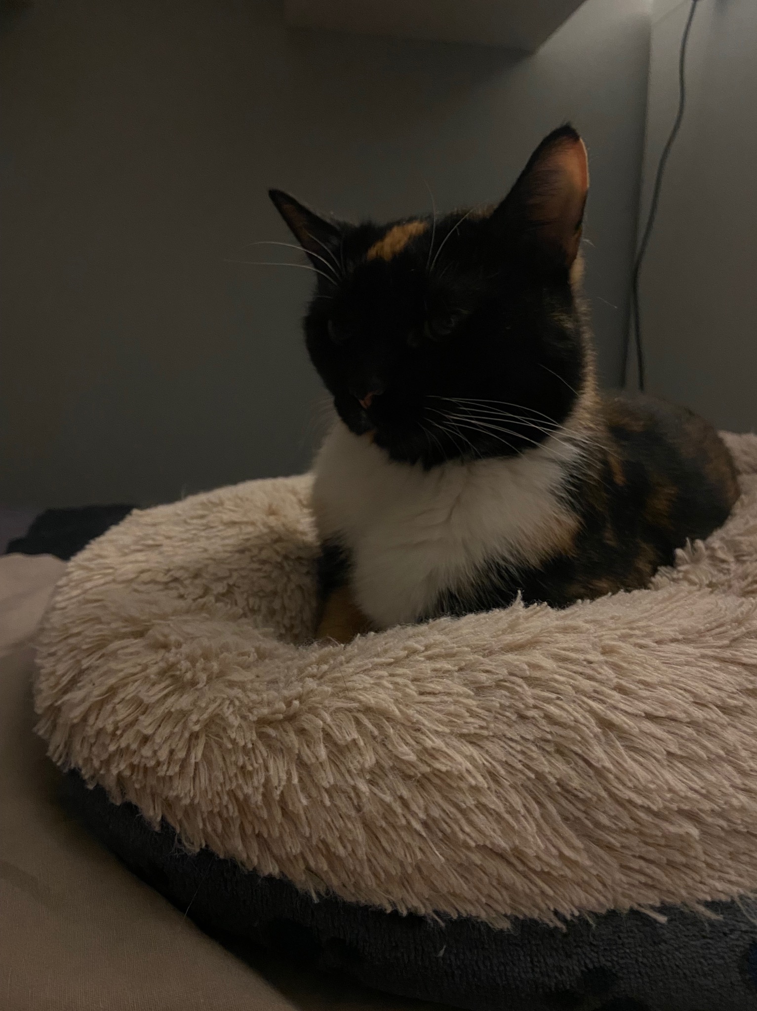 Trójkolorowa kotka siedzi w pluszowym, okrągłym legowisku w słabym oświetleniu