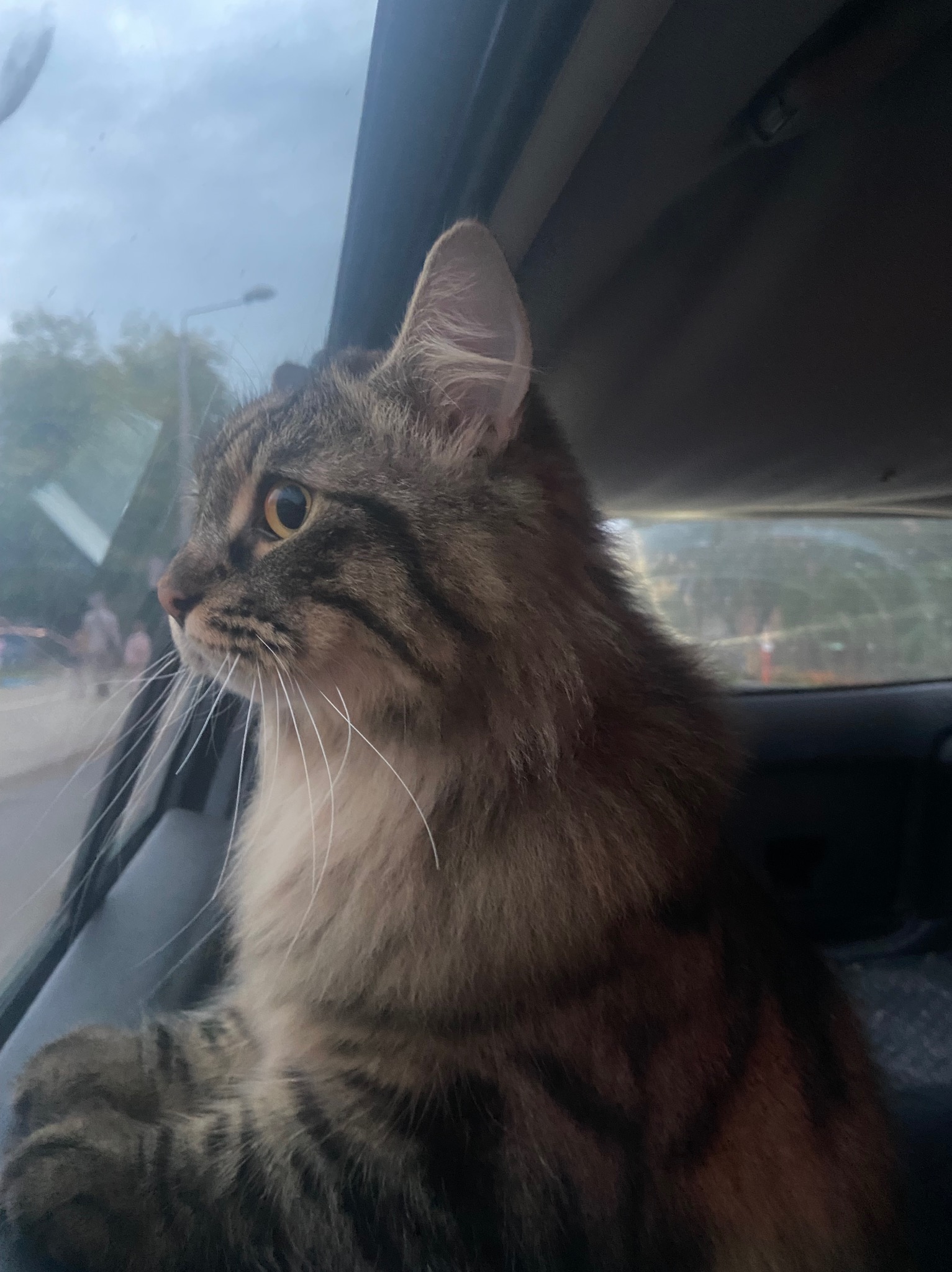 Kot rasy Maine Coon z pręgami, siedzący na siedzeniu samochodu i wyglądający przez okno z zaciekawieniem na ulicę.