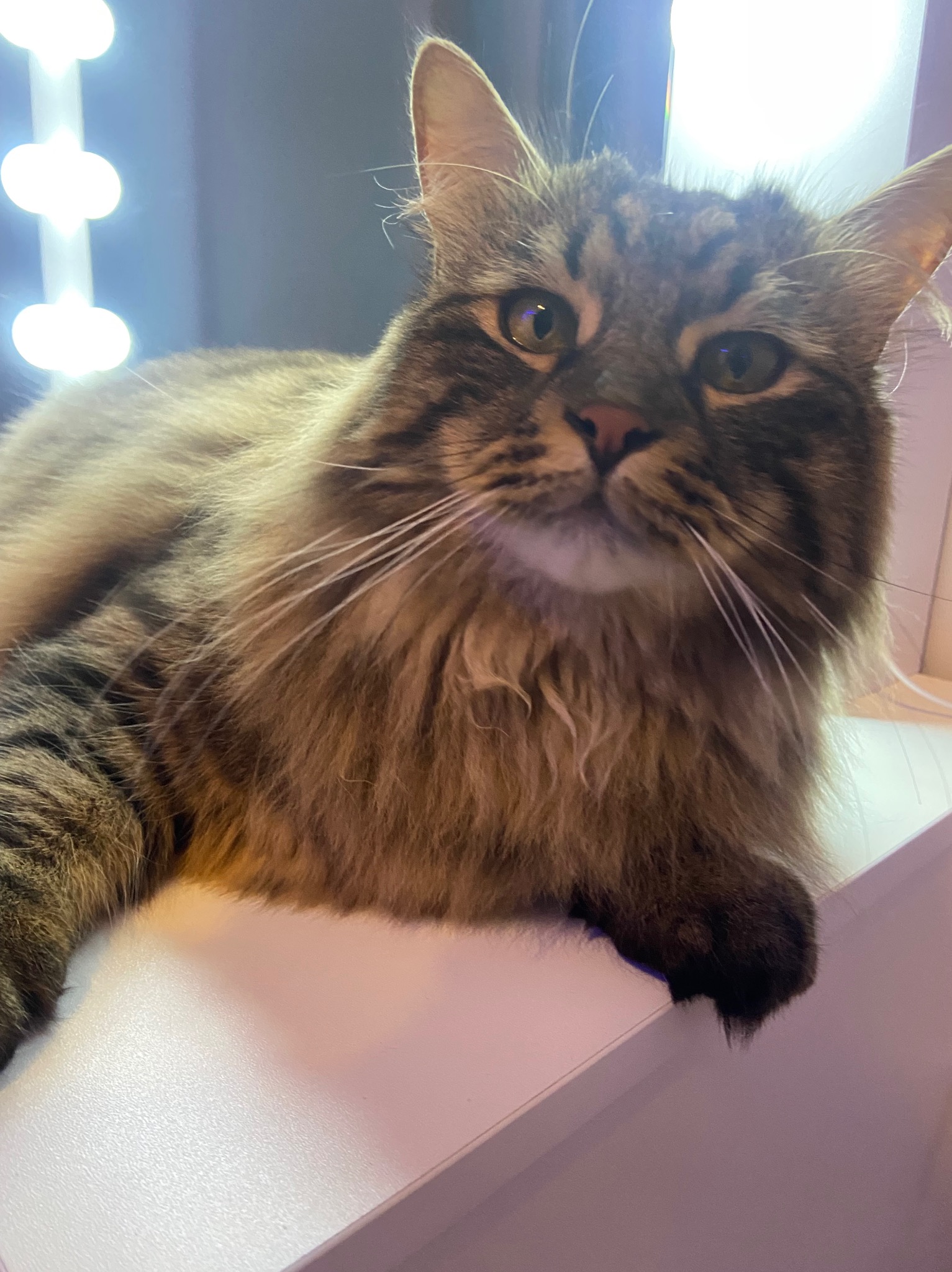 Brązowo-szary kot rasy Maine Coon leży na białym parapecie, spoglądając w obiektyw z zaciekawieniem, w tle widoczne okrągłe lampy