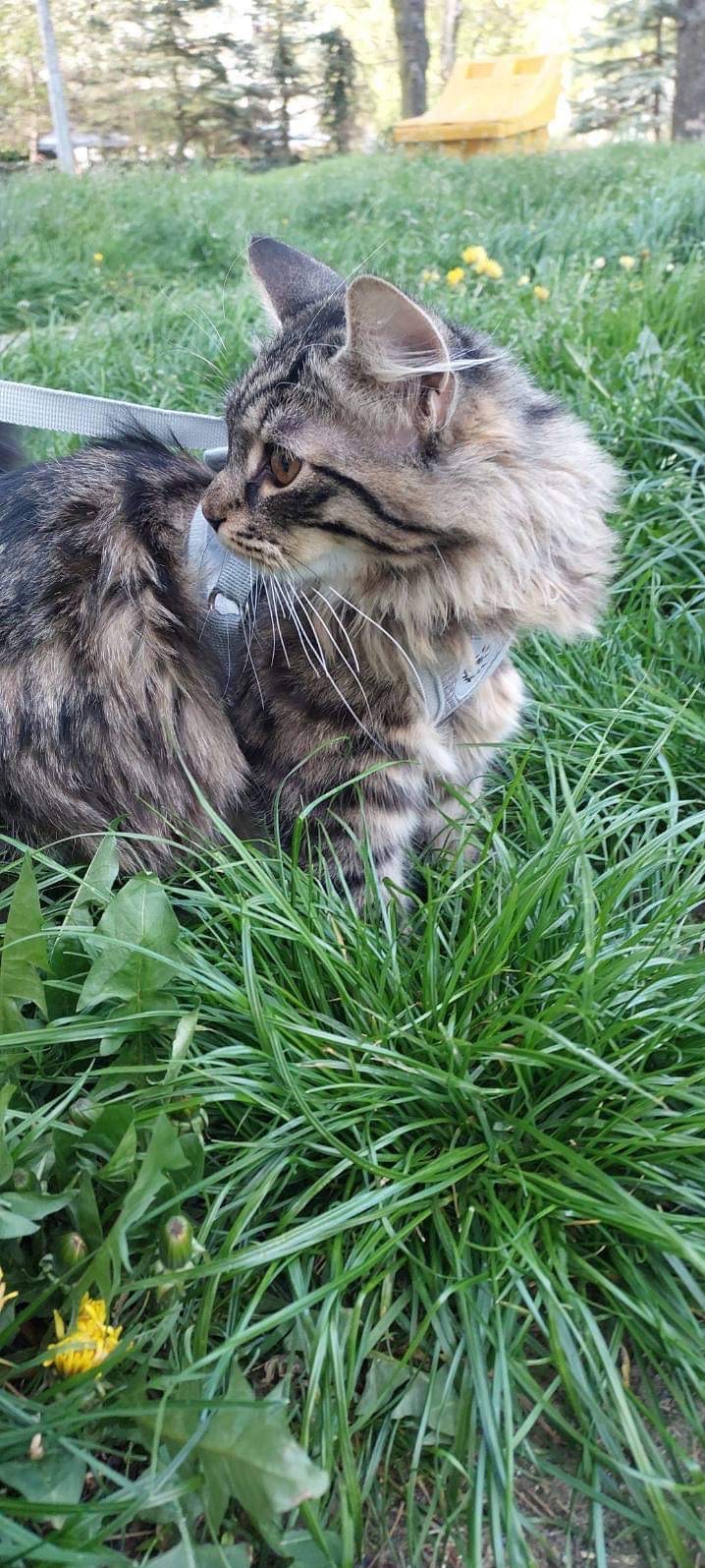 Tabby kot w szelkach na spacerze w trawie z żółtymi kwiatami i drzewami w tle.