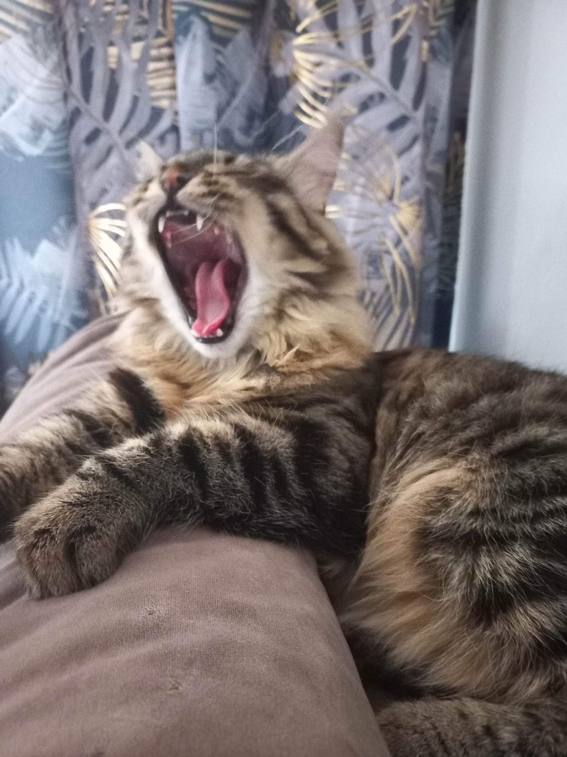 Tabby kot z szeroko otwartą paszczą leży na brązowej poduszce, w tle zasłony z motywem liści