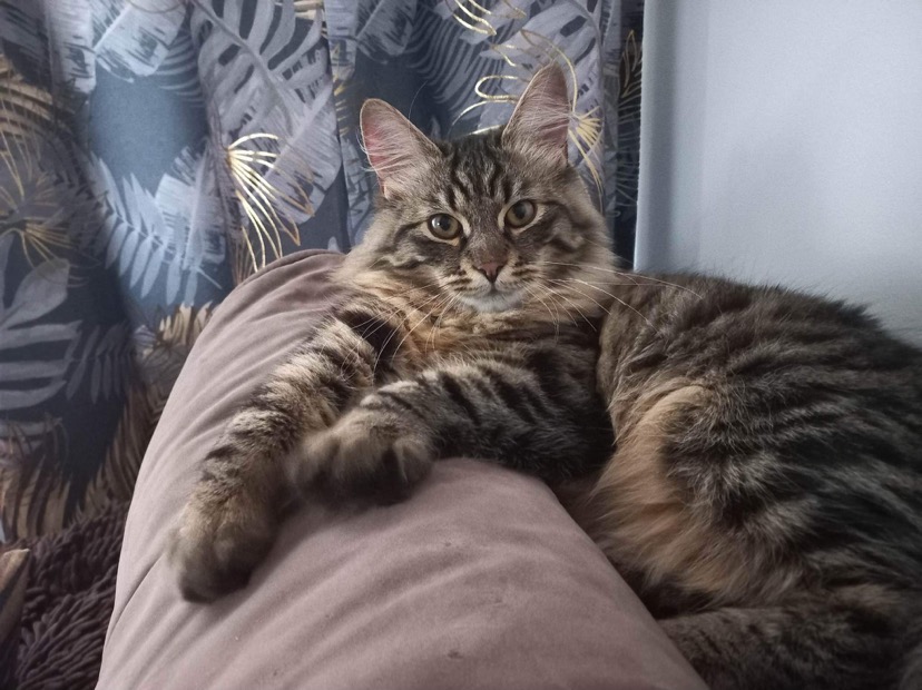 Długowłosy, pręgowany kot rasy Maine Coon leży na poduszce, z dekoracyjną zasłoną z motywem liści w tle.