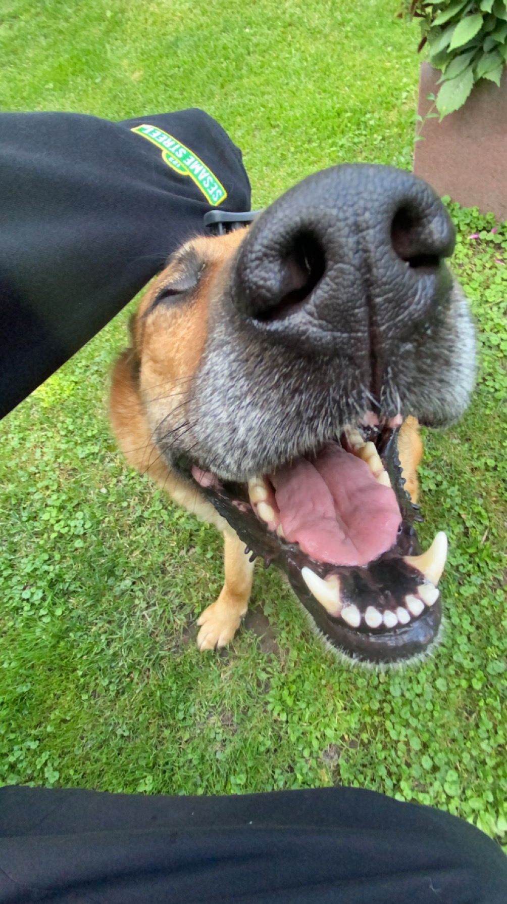 Szeroki kąt na otwartą paszczę owczarka niemieckiego, z widoczną różową językiem i białymi zębami, na tle zielonej trawy, z fragmentem czarnej bluzy z napisem Sesame Street w lewym górnym rogu.