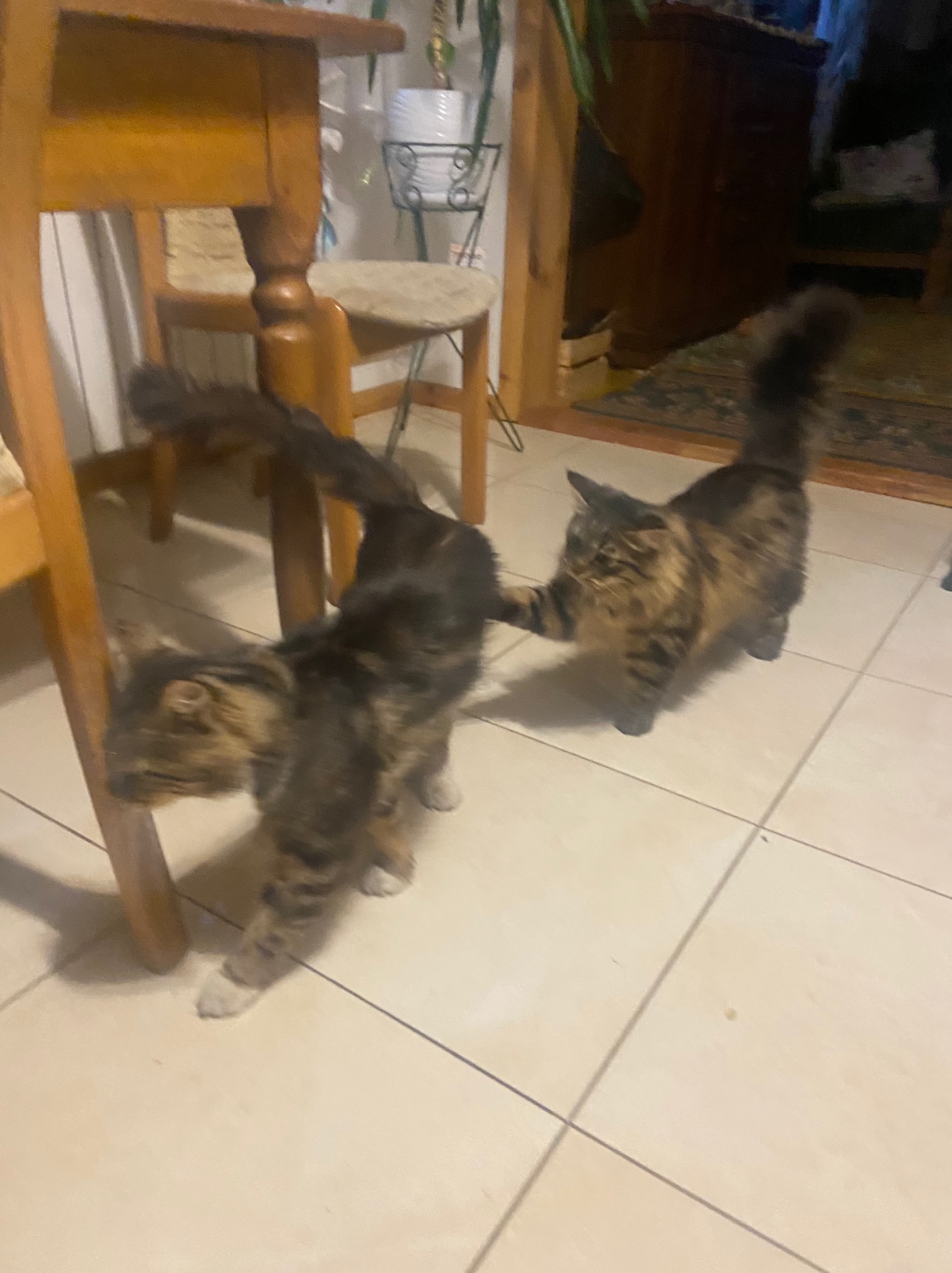 Dwa pręgowane koty rasy Maine Coon w ruchu wewnątrz domu, jeden ociera się o nogę krzesła.