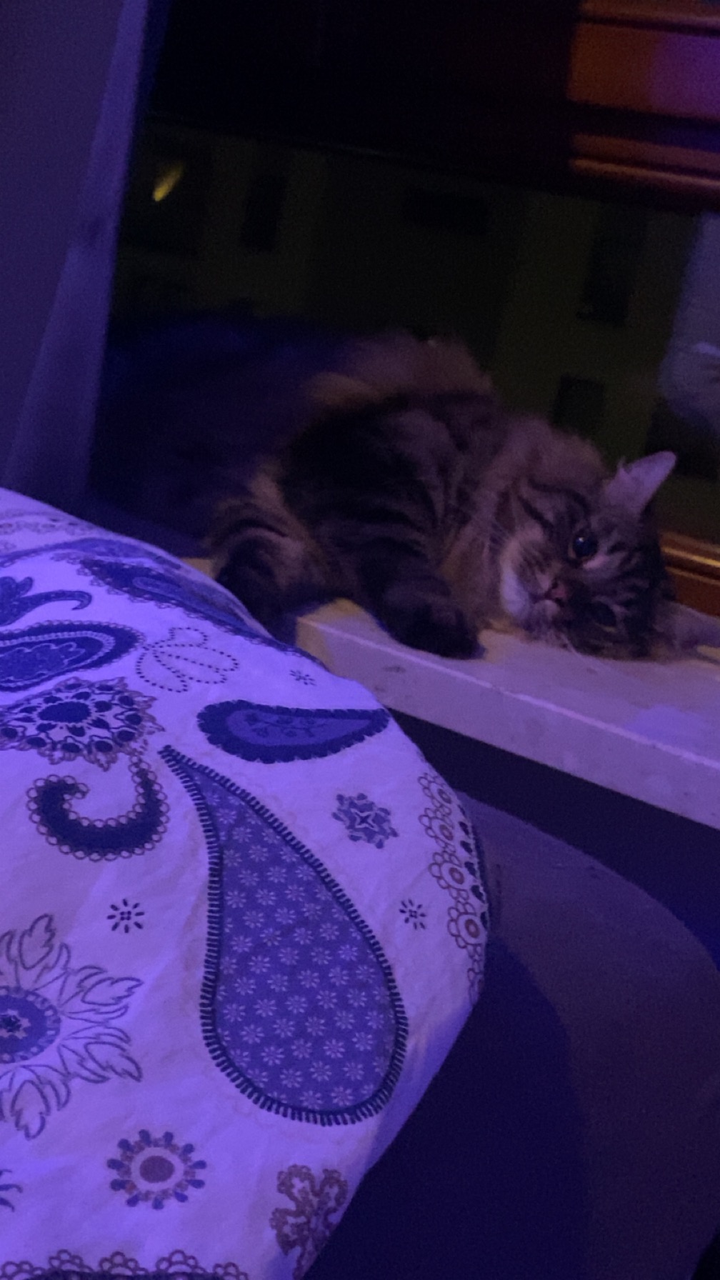 Długowłosy brązowy kot leży na parapecie obok poduszki z wzorem paisley w fioletowym oświetleniu nocnym.