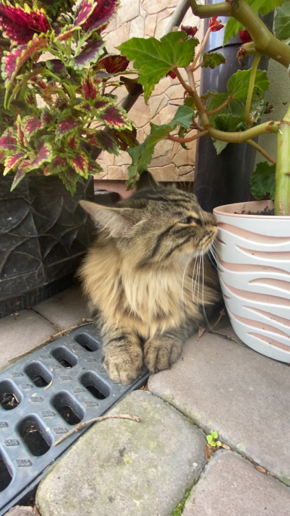 Długowłosy, pręgowany kot o złotym umaszczeniu siedzi na szarym chodniku obok doniczki z kwiatami, z bliska widoczny drenaż chodnikowy.
