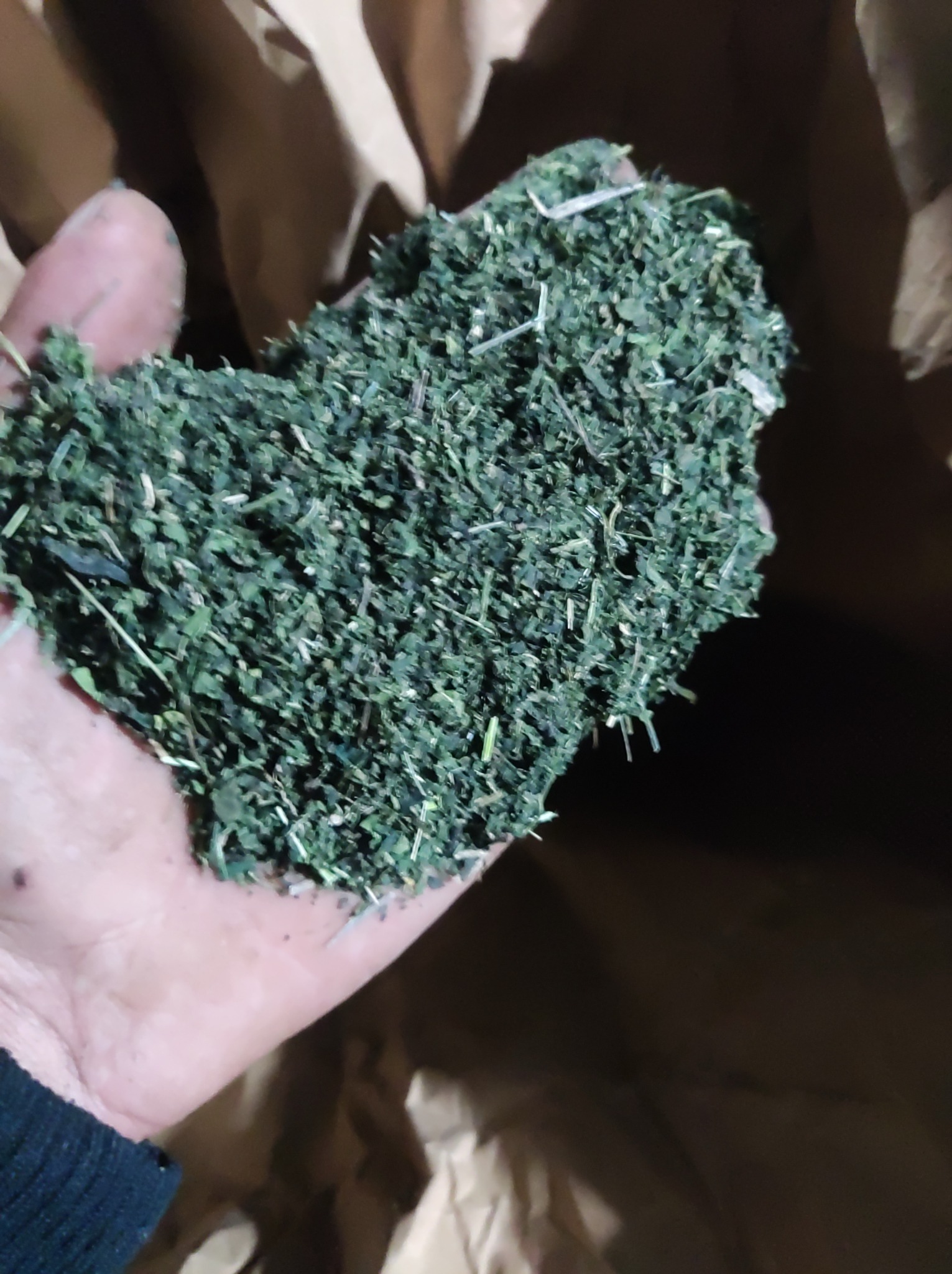 Dłoń trzymająca garść świeżo skoszonej, drobno posiekanej trawy z widocznymi źdźbłami i drobnymi listkami na tle brązowego worka.