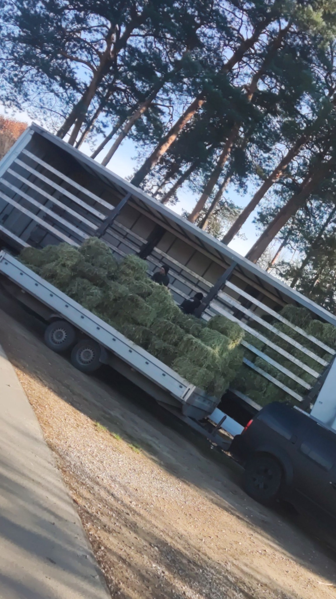 Przyczepa wypełniona po brzegi świeżo skoszoną trawą, widoczne sylwetki osób pracujących przy załadunku, w tle wysokie drzewa iglaste i fragment czarnego samochodu.