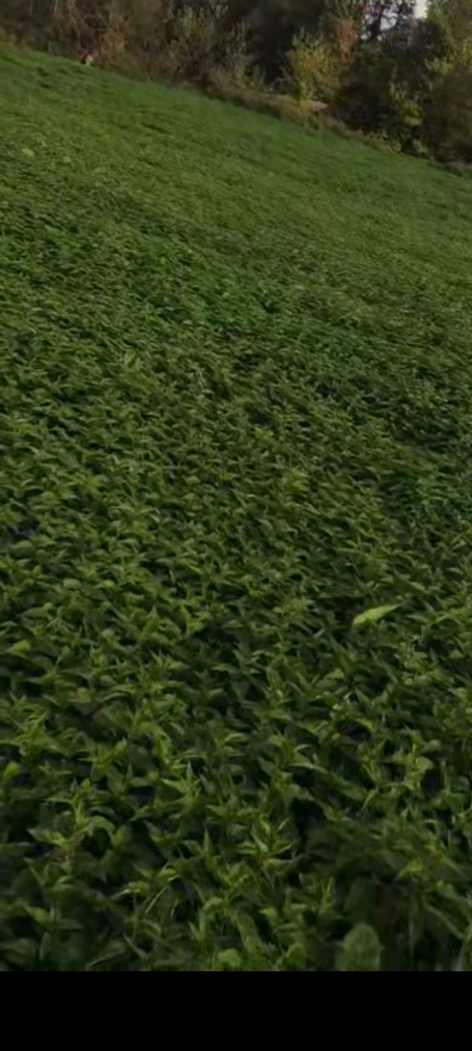 Gęsty, zielony porost roślinny pokrywający zbocze terenu, widoczne drzewa w tle.