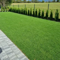 Równy trawnik z rolki przylegający do szarej kostki brukowej, obrzeża obsadzone tujami w donicach, w tle ogrodzenie panelowe i zielone pole.