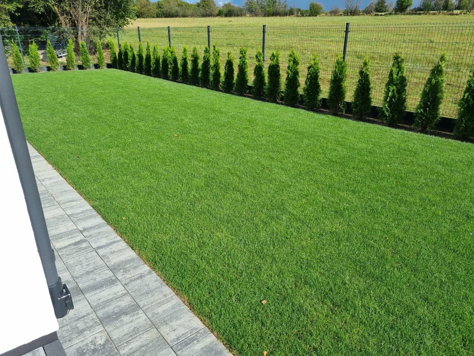 Równy trawnik z rolki przylegający do szarej kostki brukowej, obrzeża obsadzone tujami w donicach, w tle ogrodzenie panelowe i zielone pole.