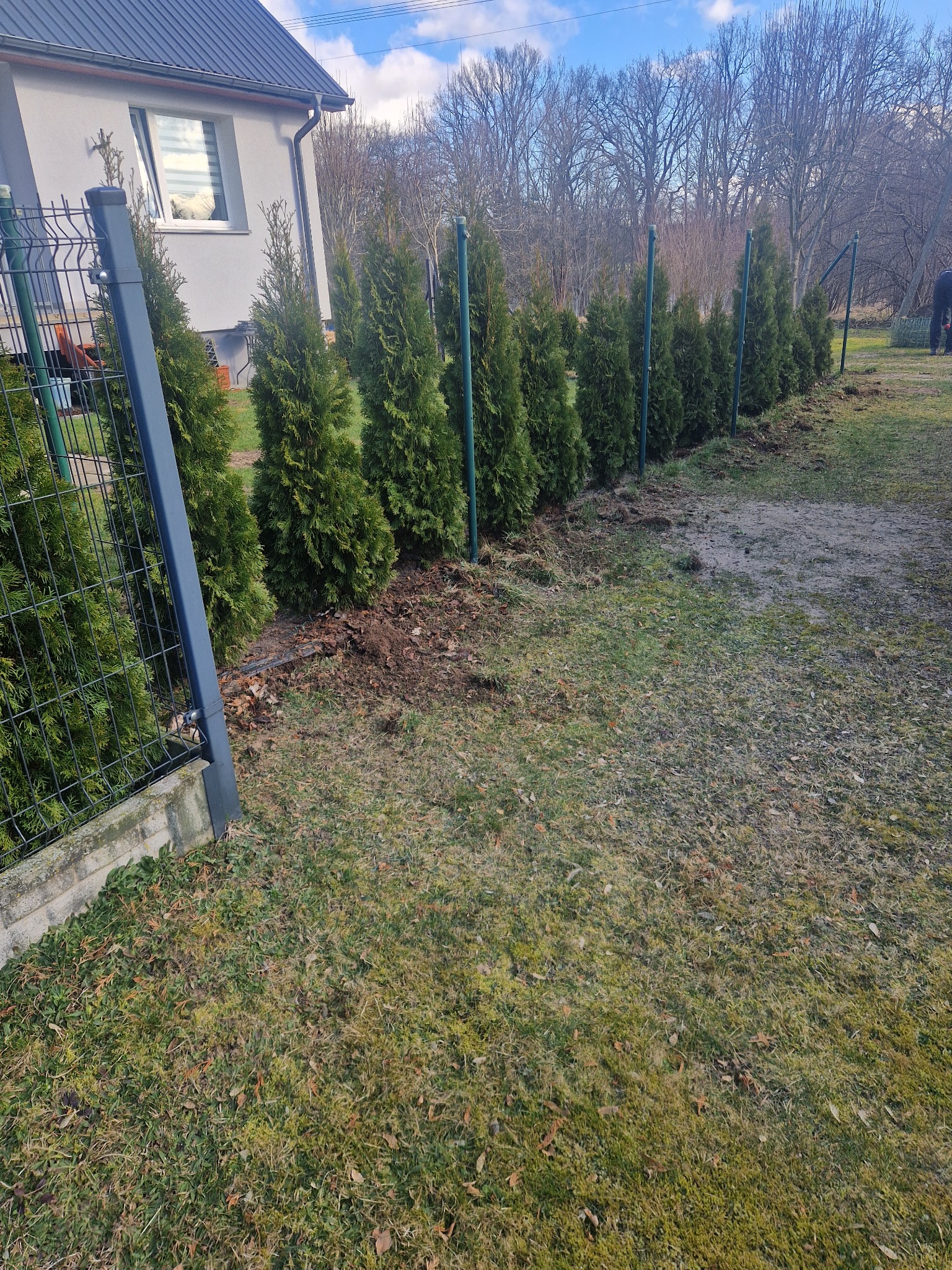 Montaż siatki ogrodzeniowej wzdłuż rzędu zasadzonych tui, widoczne słupki i fragment siatki, w tle dom jednorodzinny i drzewa bez liści.