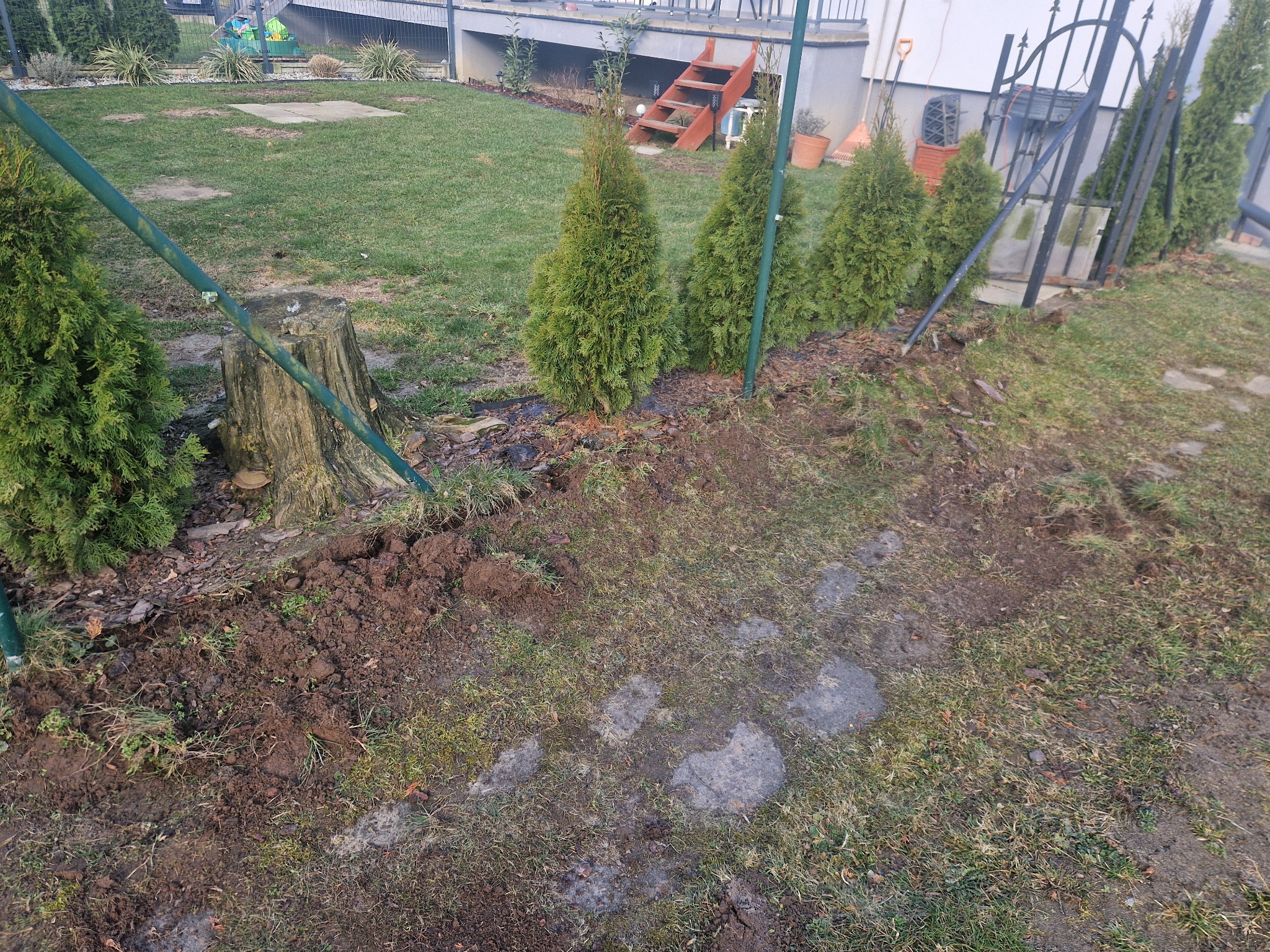 Przygotowanie terenu pod nowe ogrodzenie: wykopany rów wzdłuż żywopłotu z tui, widoczne słupki metalowe i fragment istniejącego ogrodzenia z kutego żelaza w tle.