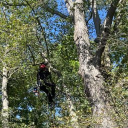 Wycinka drzew Jelenia Góra 4