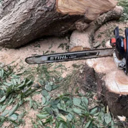 Kłoda drzewa po cięciu, piła łańcuchowa Stihl spoczywa na pniu, wióry i liście na ziemi.