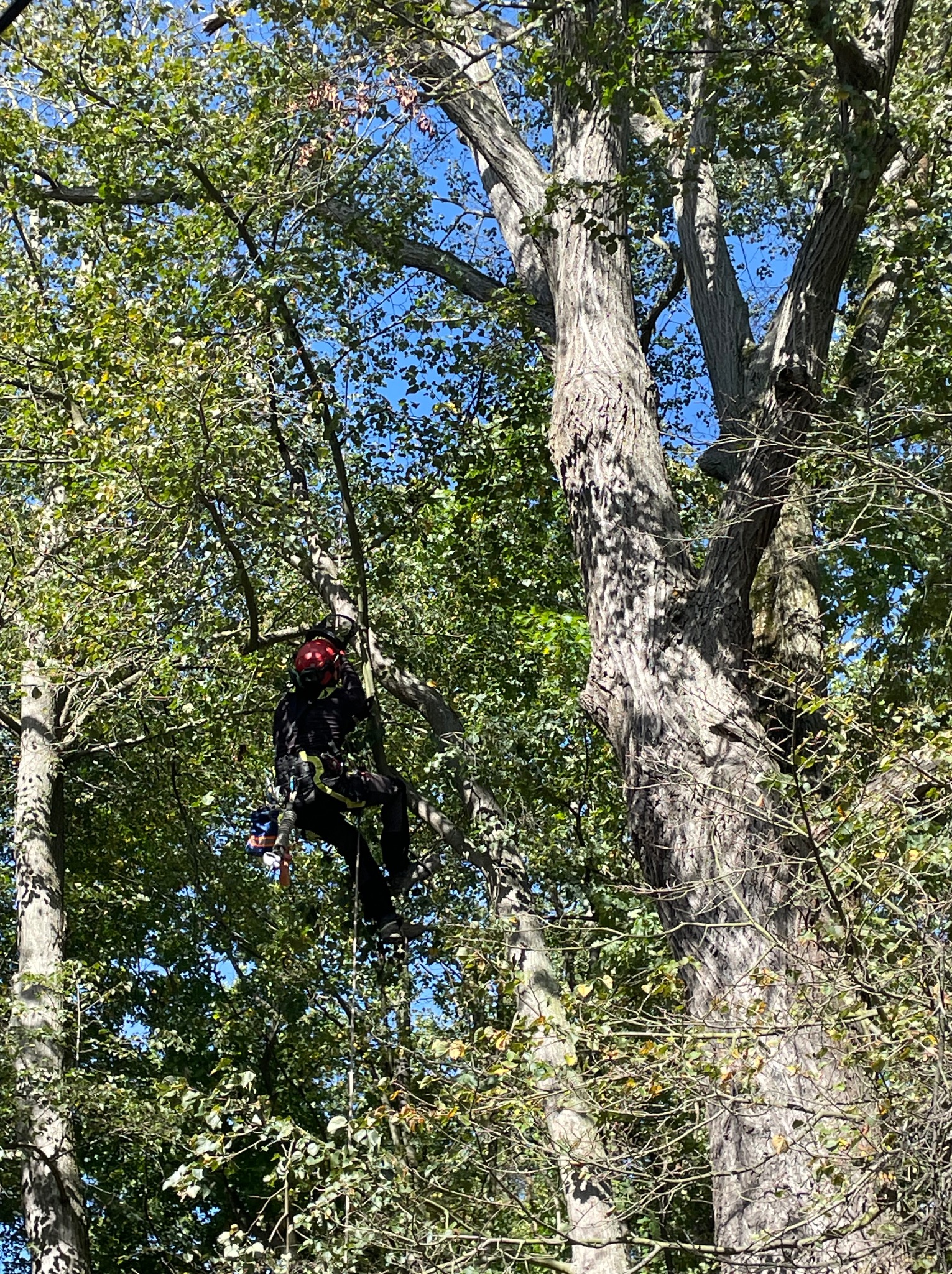 Arborysta w kasku i uprzęży, zawieszony na linie w koronie drzewa, przygotowuje się do cięcia gałęzi na tle błękitnego nieba.