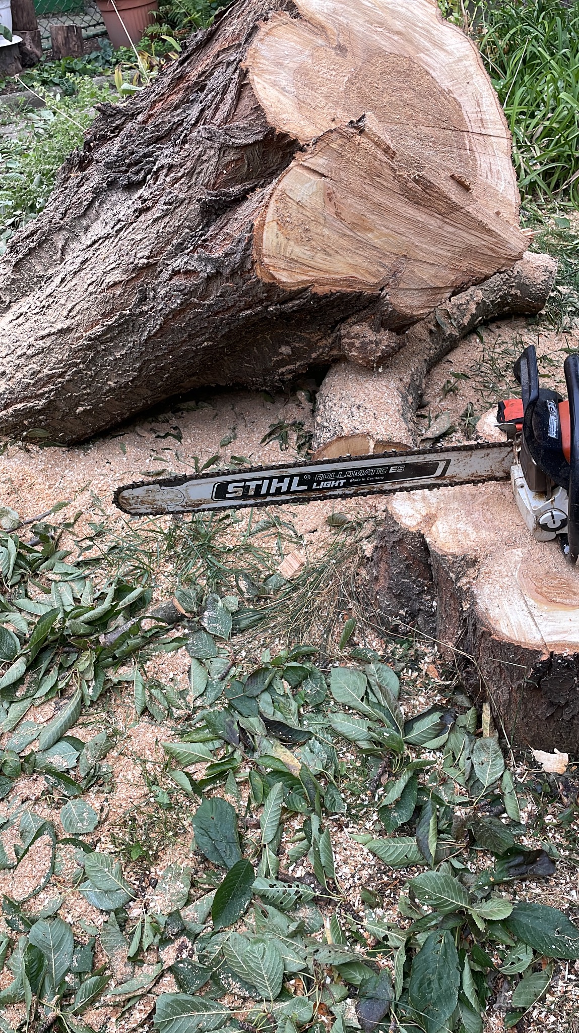 Kłoda drzewa po cięciu, piła łańcuchowa Stihl spoczywa na pniu, wióry i liście na ziemi.