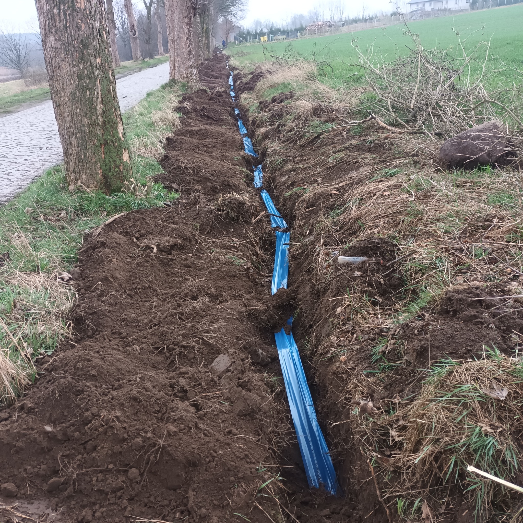 Wykopany rów wzdłuż drzew, z ułożonymi niebieskimi rurami wewnątrz, przygotowany do zakopania, widok z góry.
