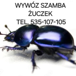 Wywóz szamba Żuczek - Zdjęcie makro żuka gnojowego o metalicznym połysku na białym tle, z tekstem 'Wywóz Szamba Żuczek TEL. 535-107-105' powyżej.