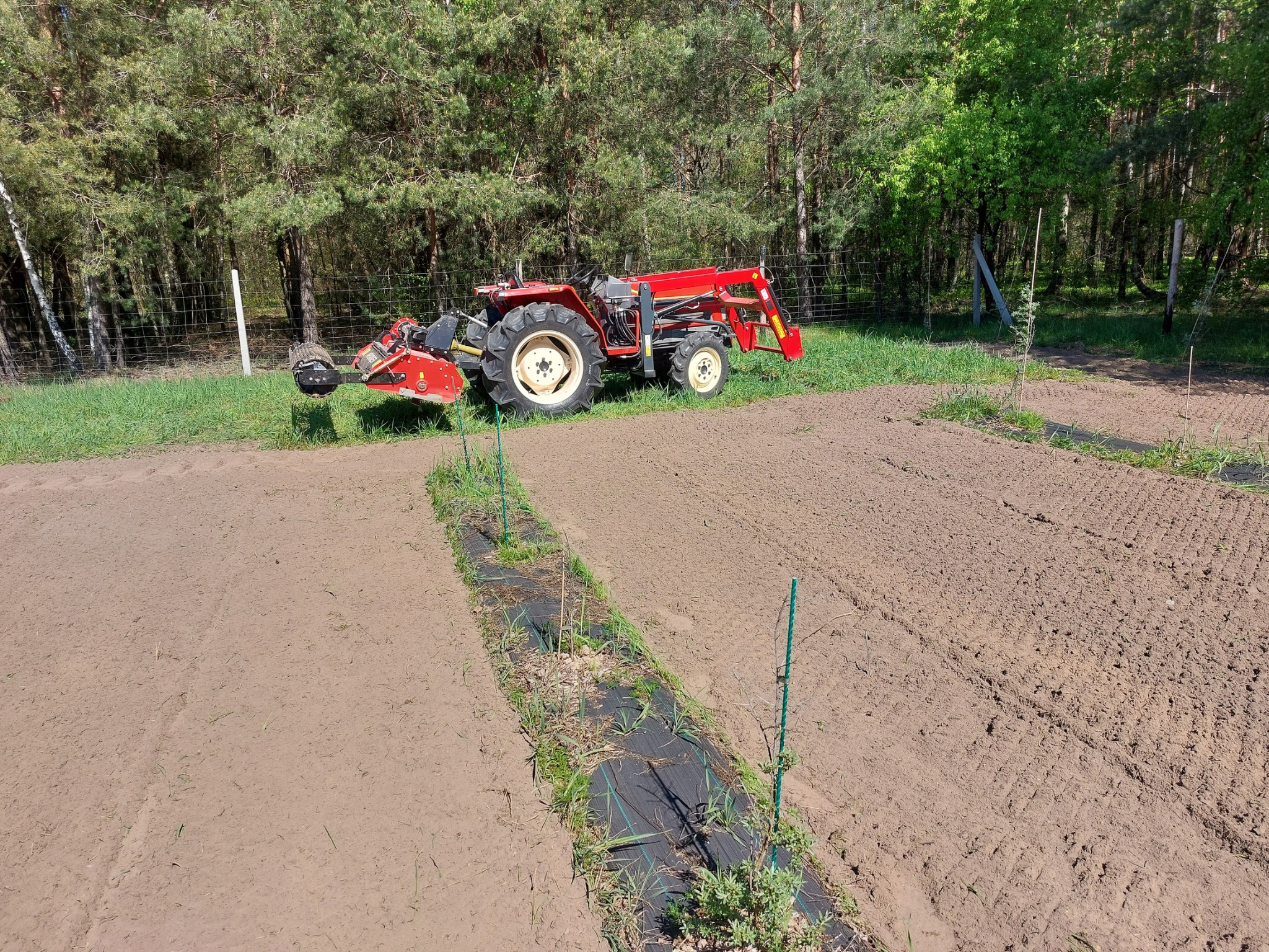 Czerwony traktor z glebogryzarką na polu, przygotowany pod uprawę. Widoczne rzędy ziemi i młode rośliny. Tło stanowią drzewa i ogrodzenie z siatki.