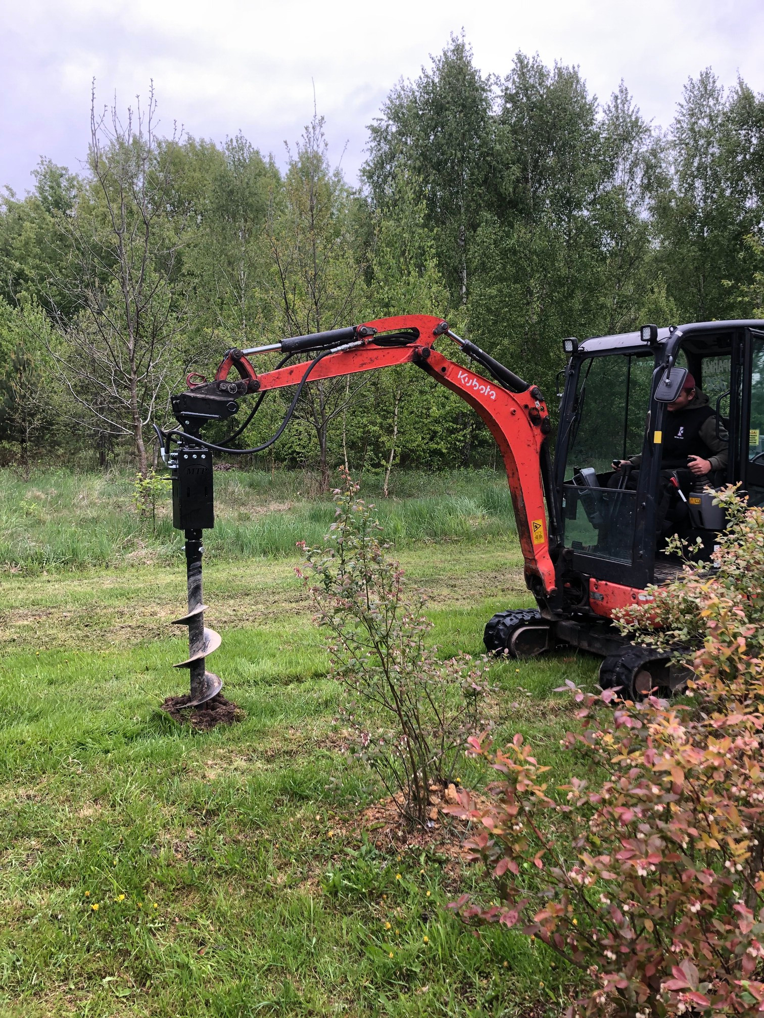 Czerwona minikoparka Kubota z wiertłem w trawiastym terenie, operator w kabinie. W tle drzewa, z przodu krzew z różowymi liśćmi. Wykonanie wykopu pod nasadzenia.