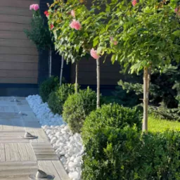 Ogród z różami na pniu, obrzeżem z białych kamieni, niskimi krzewami i betonową ścieżką z wbudowanymi lampami wzdłuż ciemnego ogrodzenia.