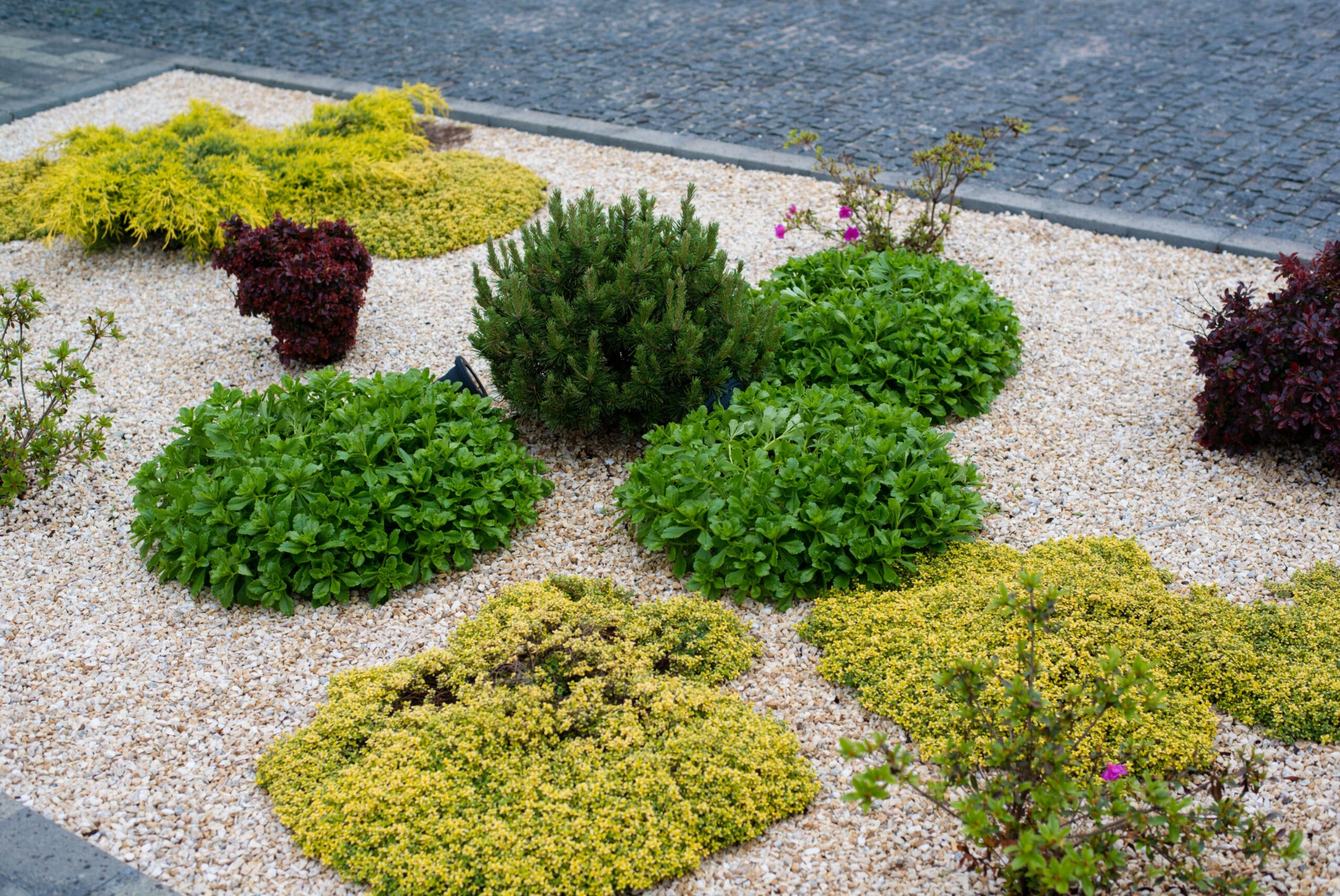 Kompaktowa kompozycja roślinna w ogrodzie: karłowe krzewy iglaste i liściaste w odcieniach zieleni, złota i burgundu, wysypane drobnym, jasnym żwirem, obrzeże z kostki brukowej.