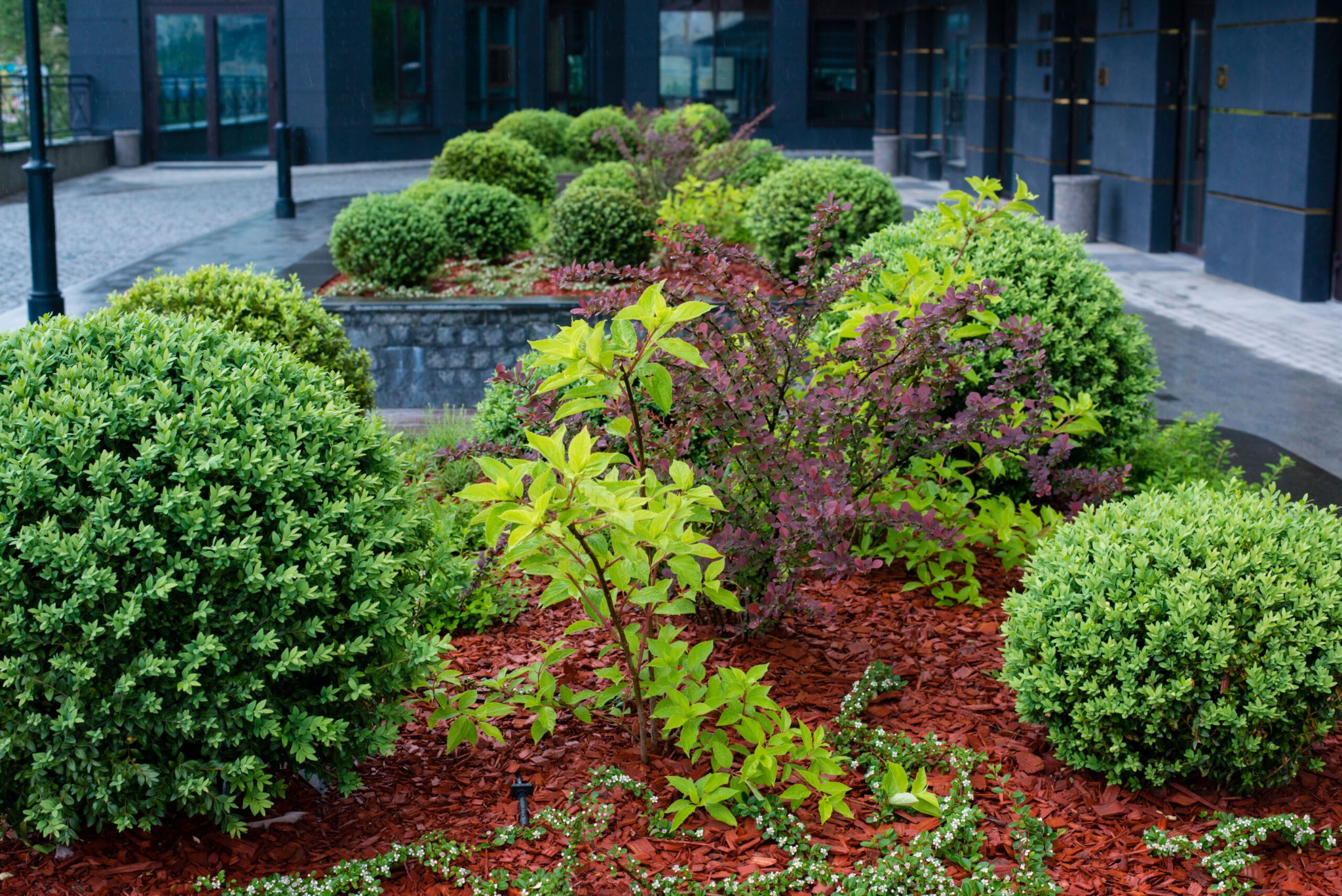 Kępy kulistych krzewów bukszpanu i berberysu na rabacie wysypanej korą przed nowoczesnym budynkiem.