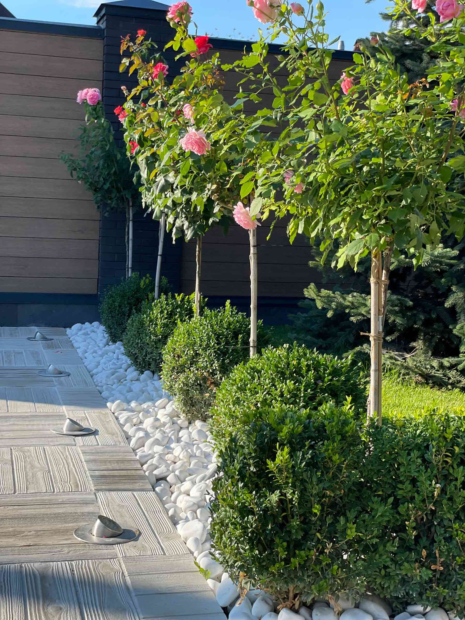 Ogród z różami na pniu, obrzeżem z białych kamieni, niskimi krzewami i betonową ścieżką z wbudowanymi lampami wzdłuż ciemnego ogrodzenia.