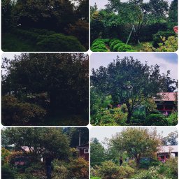 Gleam Clean - Kompozycja sześciu ujęć ogrodu: formowane krzewy, drzewa owocowe, drabina oparta o drzewo, osoba przycinająca gałęzie w tle, domek ogrodowy z czerwonymi ramami okiennymi.