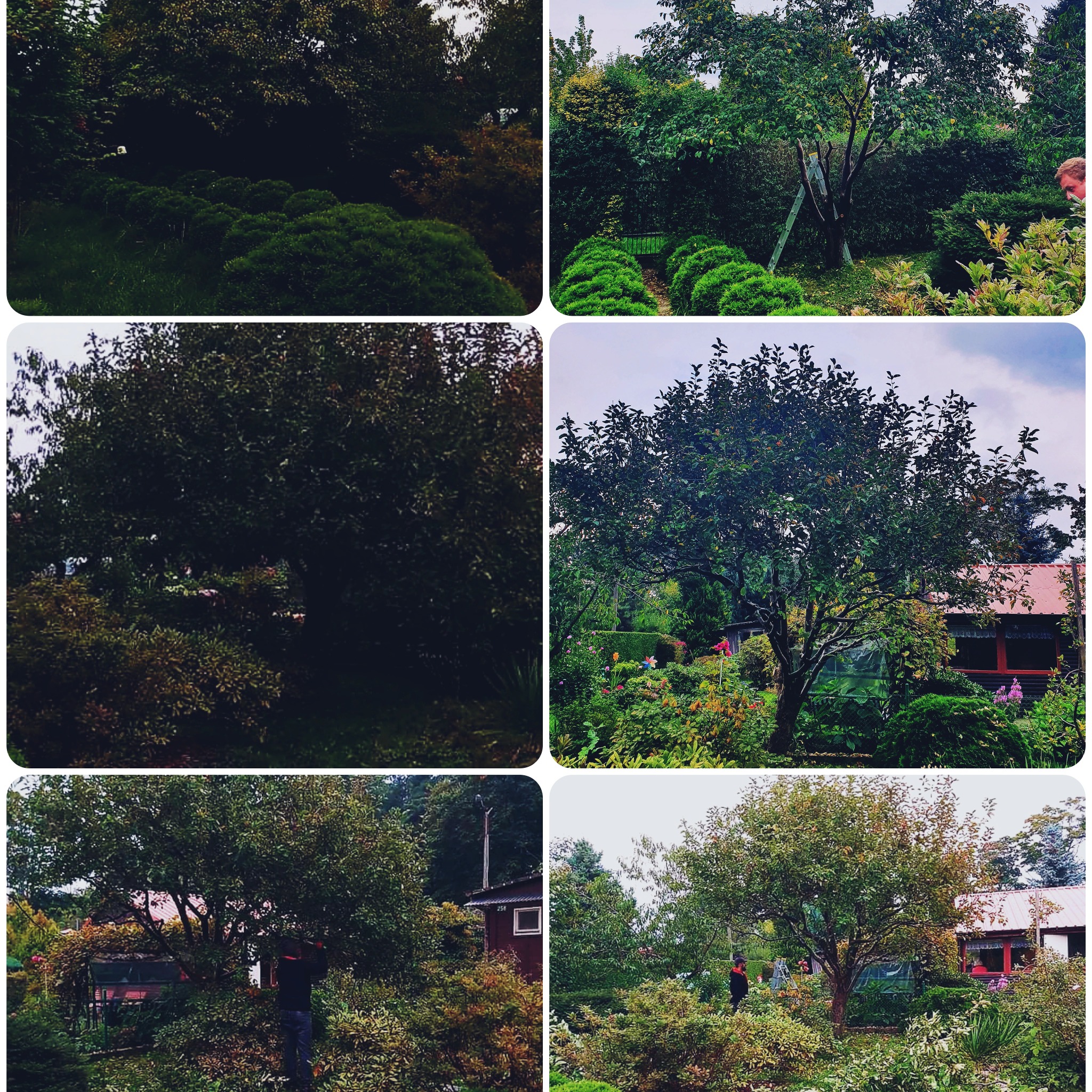 Kompozycja sześciu ujęć ogrodu: formowane krzewy, drzewa owocowe, drabina oparta o drzewo, osoba przycinająca gałęzie w tle, domek ogrodowy z czerwonymi ramami okiennymi.