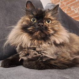 Anna Kamińska - Petsitter Szczecin