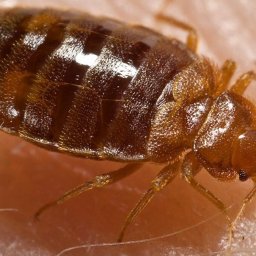 Dezynsekcja i deratyzacja Warszawa 1