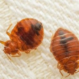 Dezynsekcja i deratyzacja Warszawa 2