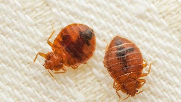 Dwa pluskwy domowe na białym, teksturowanym materiale, ukazujące ciemne plamy na ciałach i segmentowaną budowę. Makro zbliżenie.