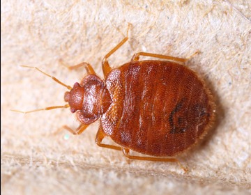 Powiększone zdjęcie pluskwy domowej na teksturowanym, beżowym tle.