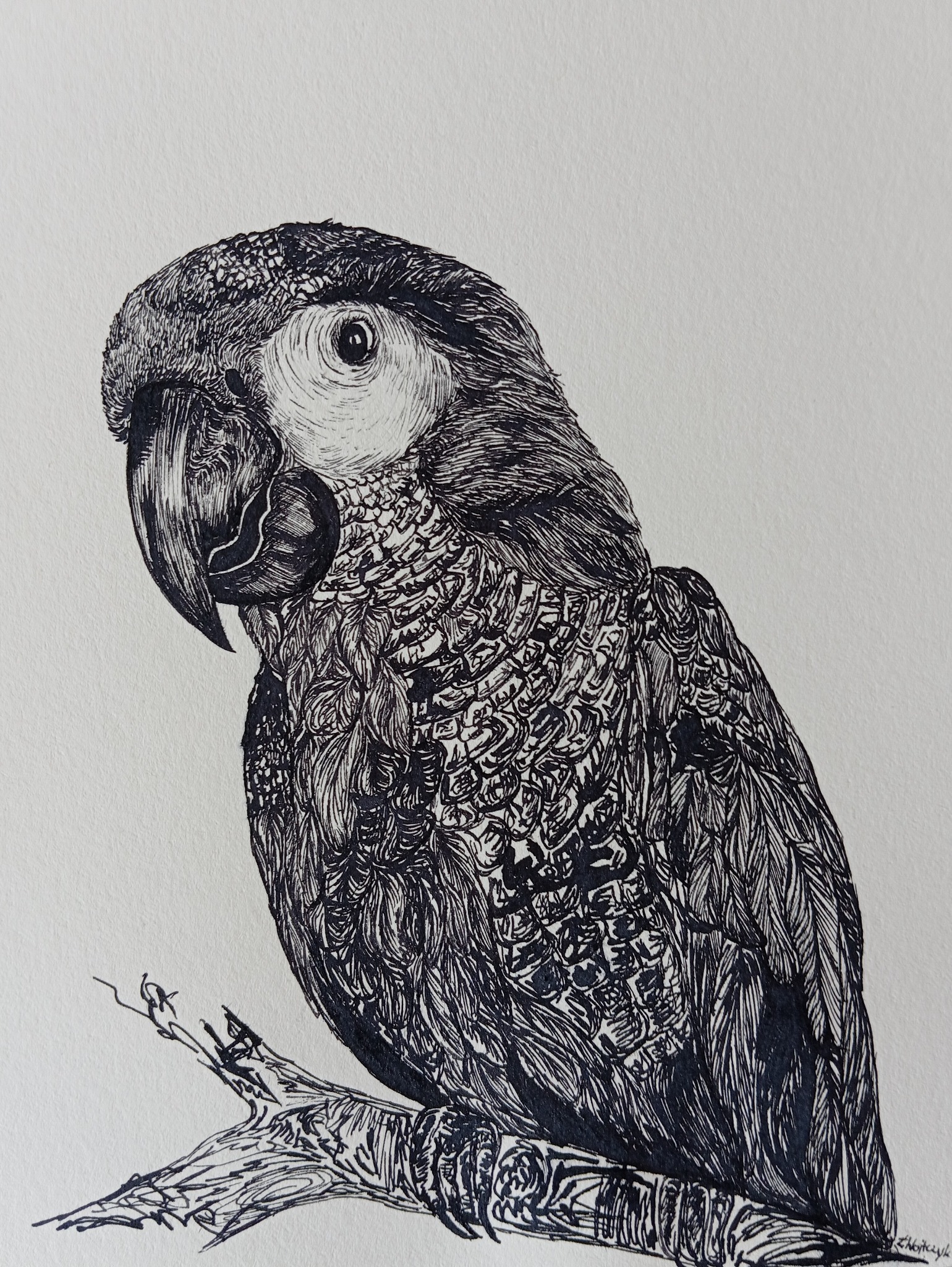 Czarno-biały rysunek tuszem przedstawiający papugę siedzącą na gałęzi, z detalami piór i teksturą drewna.