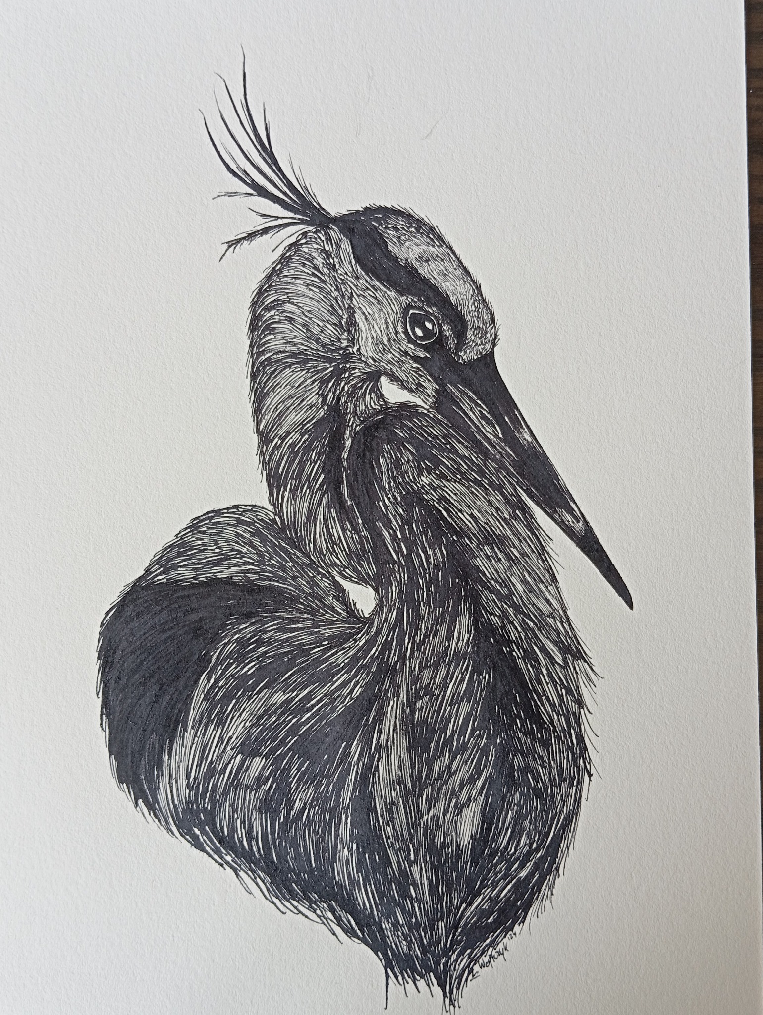Ręcznie rysowany portret czapli w czerni i bieli, wykonany piórkiem na białym papierze, z widocznymi drobnymi detalami piór i charakterystycznym czubem na głowie.