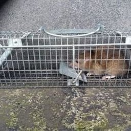 Dezynsekcja i deratyzacja Włocławek 2