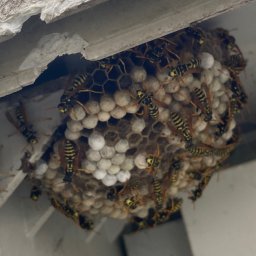 Dezynsekcja i deratyzacja Włocławek 1