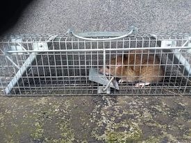 Schwytany szczur w metalowej klatce-pułapce na betonowym podłożu.