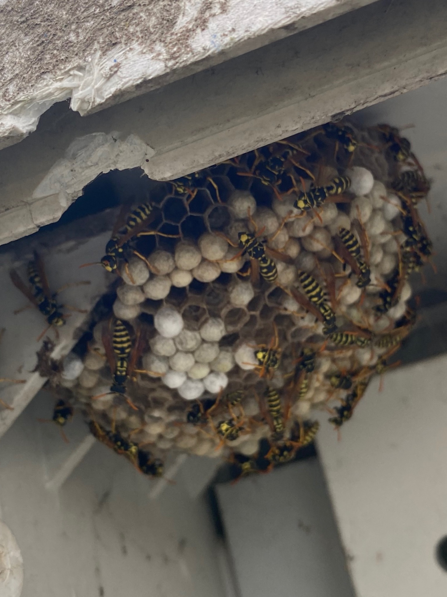 Gniazdo os w narożniku budynku, z widocznymi komórkami i larwami, otoczone przez dużą liczbę owadów.
