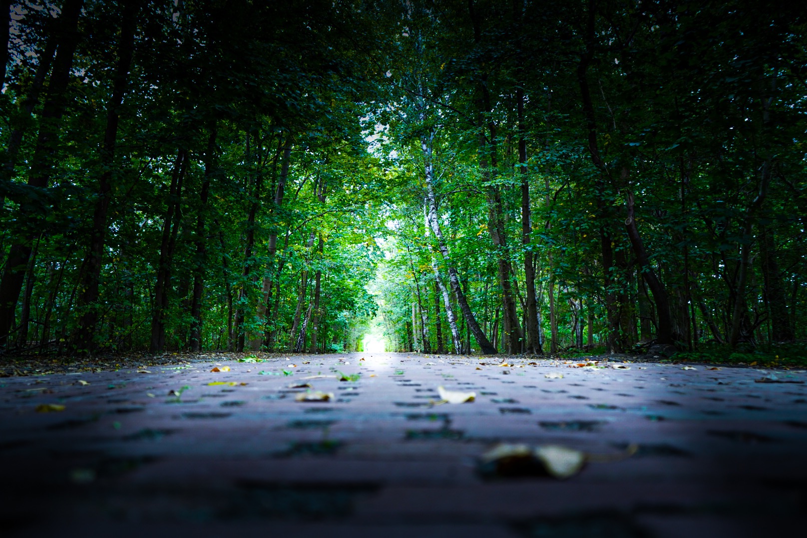 Brukowana ścieżka przez gęsty, zielony las z jasnym światłem na końcu, ujęcie z niskiej perspektywy.